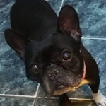 Cukkini - RESERVIERT