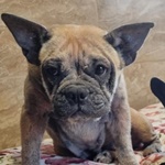 Zalakom&aacute;ri Zendaya