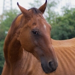 Ajtony