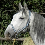 Carmen