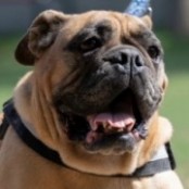 Abig&eacute;l - RESERVIERT!