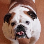 Ad&eacute;l - eng. Bulldogge 