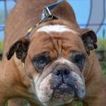 Apoll&oacute;nia - Vermittelt