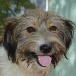 Avok&aacute;d&oacute;