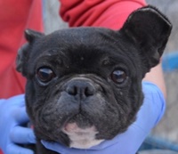 Ny&iacute;rbog&aacute;ti Bagita