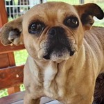 Baklava - RESERVIERT