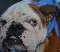 Ny&iacute;rbog&aacute;ti Barton - RESERVIERT