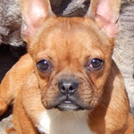 Ny&iacute;rbog&aacute;ti Bejke - RESERVIERT!