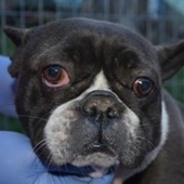 Ny&iacute;rbog&aacute;ti Belinda