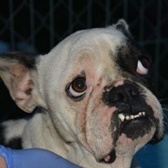 Ny&iacute;rbog&aacute;ti Ben&aacute;ta