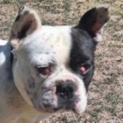 Bj&ouml;rn - RESERVIERT