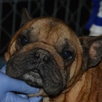 Ny&iacute;rbog&aacute;ti B&ouml;k&eacute;ny