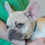 Bolyg&oacute; - RESERVIERT