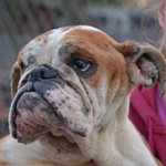 Ny&iacute;rbog&aacute;ti Bor&oacute;ka - RESERVIERT