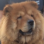 Cadillac - Reserviert