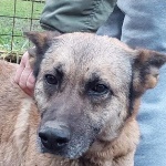 C&eacute;drus - RESERVIERT