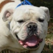 Churchill - RESERVIERT