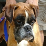 Csirkefog&oacute; - reserviert 