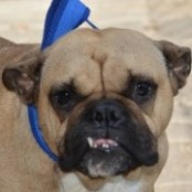 Csőrike - RESERVIERT