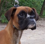 Cibakh&aacute;zi Curtis 