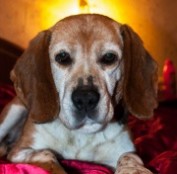 Ms Daisy - reserviert