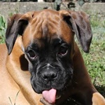 D&aacute;riusz - RESERVIERT