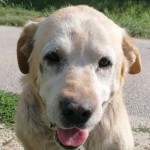 D&ouml;meD&ouml;m&ouml;t&ouml;r