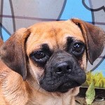 Don&aacute;t - RESERVIERT