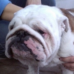 D&ouml;rm&ouml;gő D&ouml;m&ouml;t&ouml;r 