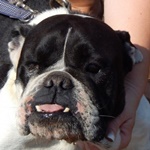 Greta Garbo - RESERVIERT