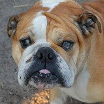 Emma Watson - RESERVIERT