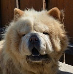 Fabulon - RESERVIERT