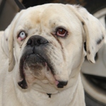 Franklin - reserviert 