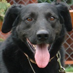 Gy&aacute;li Gizm&oacute;