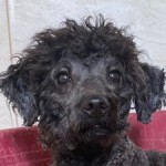 Gy&ouml;ngy&ouml;si Gy&ouml;ngyi - RESERVIERT