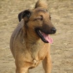 Hencida