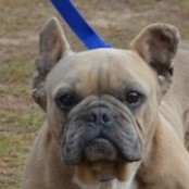 Karfiol - RESERVIERT