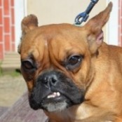 Kenderesi Kendy - RESERVIERT