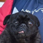 Koponya - VERMITTELT