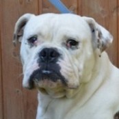 Kosaras - RESERVIERT