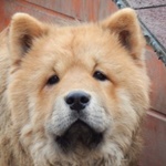 Lassz&oacute; - reserviert