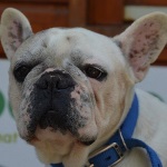 Levendula - RESERVIERT