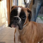 Lady Gaga - reserviert