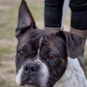 Hegyesi Lujza - RESERVIERT