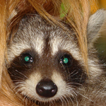 Macera