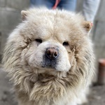 Magn&oacute;lia - RESERVIERT