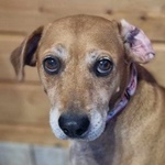 Mazsol&aacute;s Pisk&oacute;ta