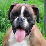 Natasha - RESERVIERT