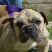 Obelix