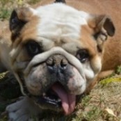 &Ouml;csi - RESERVIERT